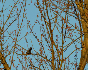 Bird in tree