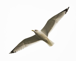 Soaring Seagull