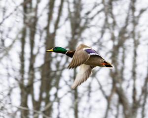 Obraz premium Fast Mallard