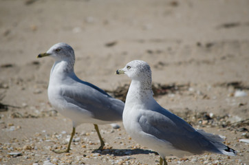 Ring BIlled Gull