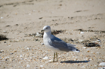 Ring Billed Gull