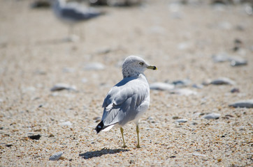 Ring Billed Gull