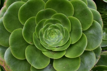 Round hen and chicks succulents 
