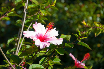 Flor Rosa