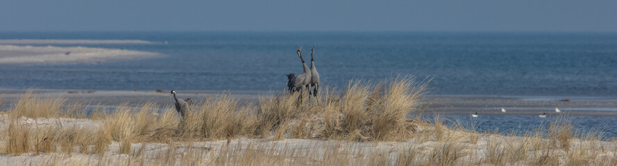 kraniche am meer
