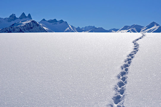 traces de li&egrave;vre des neiges