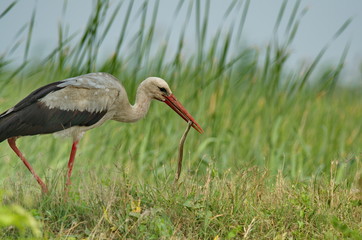 White Stork (Ciconia ciconia) 