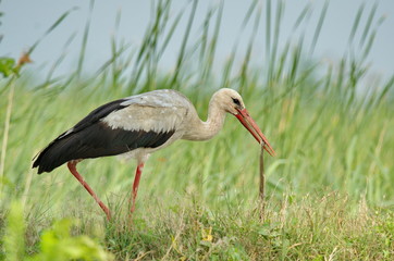 White Stork (Ciconia ciconia) 