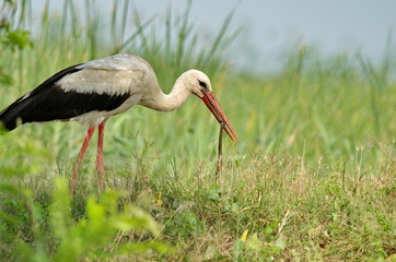 White Stork (Ciconia ciconia) 