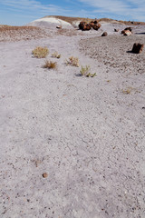 Petrified Forest National Park, Arizona, USA