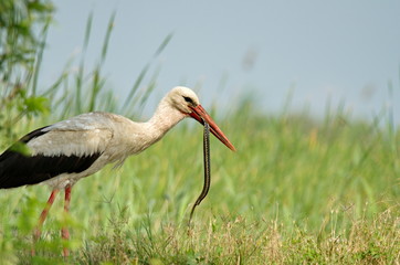 White Stork (Ciconia ciconia) 