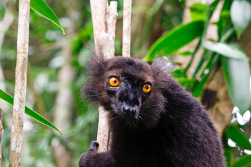 Male black lemur, Eulemur macaco, Madagascar