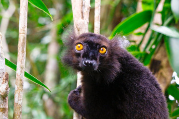 Male black lemur, Eulemur macaco, Madagascar