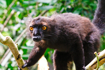 Male black lemur, Eulemur macaco, Madagascar