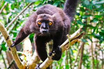 Male black lemur, Eulemur macaco, Madagascar
