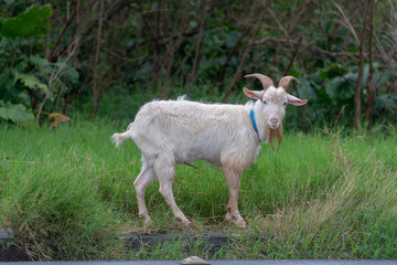 Fototapeta premium 西表島のヤギ