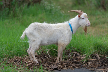 Fototapeta premium 西表島のヤギ