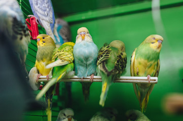 Many multicolor wavy parrots sit in cage. Pet shop. Funny birds. Birds in captivity.