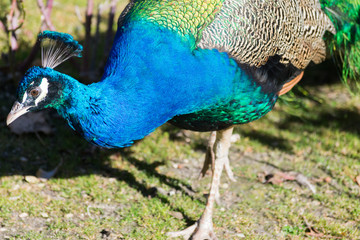 Fototapeta premium lovely peacock in the park
