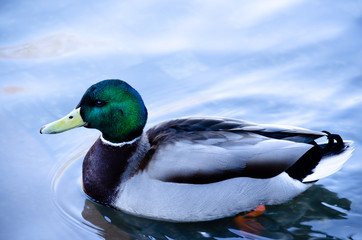 The Mallard - Wild Duck swim in the lake