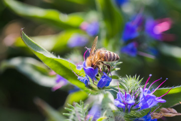 Honey bee collects nectar from Echium vulgare, viper's bugloss, blueweed. Collect pollen in the meadow.