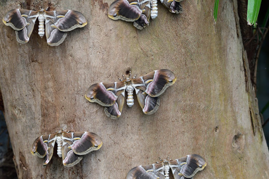 Ailanthus Silkmoths (samia Cynthia) On A Tree Trunk