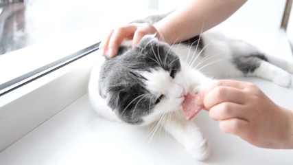The owner gives the cat a slice of salami sausage in the shape of a heart