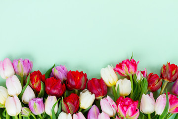 Fresh tulips flowers