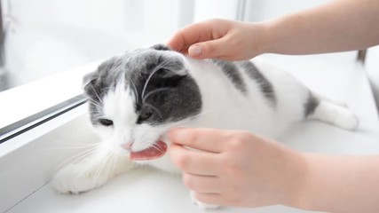 The owner gives the cat a slice of salami sausage in the shape of a heart