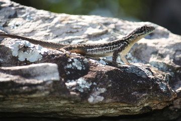 lizard on a rock, Tropidurus montanus, Brazil