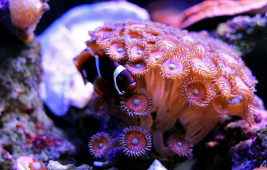 fish, reef, coral, aquarium, clown, maroon, clownfish, tank, anemone, background, sea, aqua, red, biaculeatus, premnas, saltwater, underwater, white, natural, water, ocean, photography, nature, female