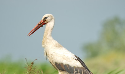 White Stork (Ciconia ciconia)