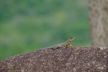 lizard on a rock