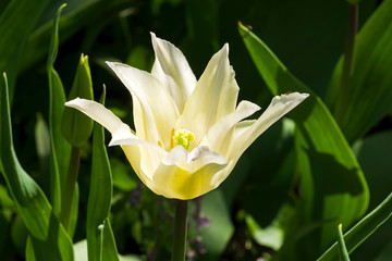Fototapeta premium Tulips of the Ballade White species.