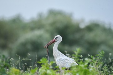 White Stork (Ciconia ciconia)