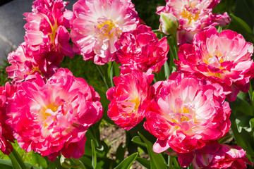 Tulipa of the Double Sugar species