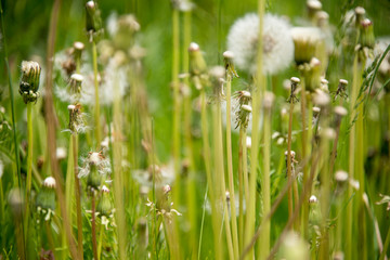 Dandelions in a meadow