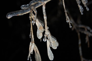 ramas y semillas de arce heladas en invierno moscú 2010 foto de noche