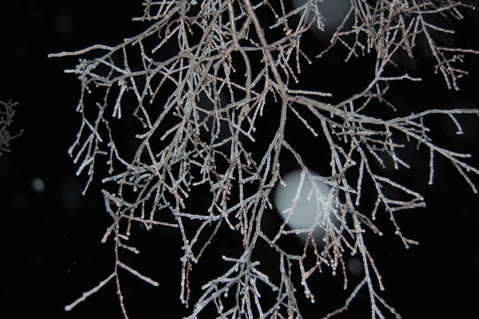 ramas heladas en invierno mosc&uacute; 2010, noche con luna detras del ramas de arbol