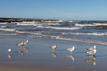 Seagull walking along the sea. Fowl on the sea.