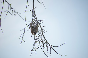 birds nest on a tree