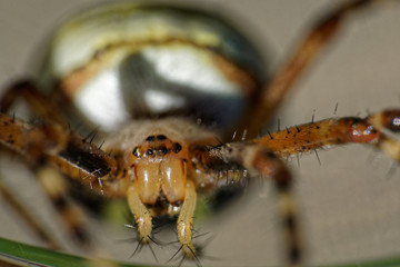spider portrait 3