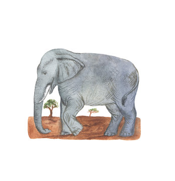hand drawn watercolor illustration/Elephant