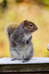 Grey squirrel sitting on a snow covered fence
