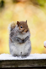 Grey squirrel sitting on a snow covered fence