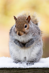 Fototapeta premium Grey squirrel sitting on a snow covered fence