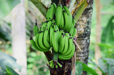 green bananas in the trees, young bananas in the garden, this picture was taken in the banana garden