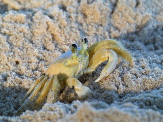crab