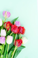 Fresh tulips flowers