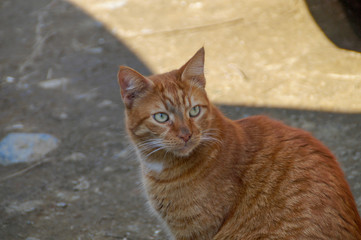 funny cat face profile